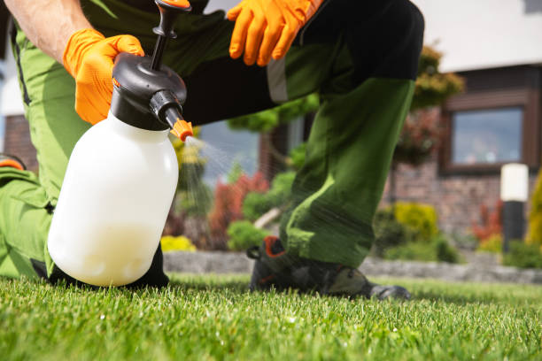 Reliable Boulder Creek, CA Pest Control Solutions