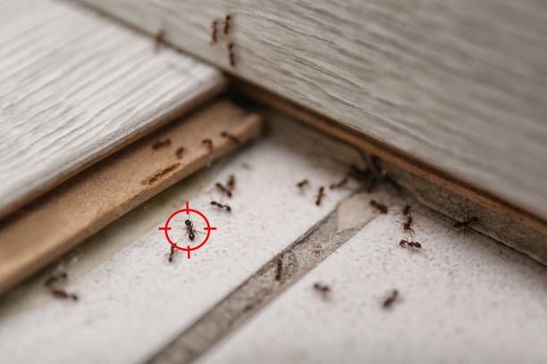 Best Rat Extermination Near Me  in Boulder Creek, CA