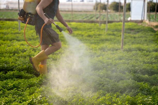 Best Emergency Pest Control  in Boulder Creek, CA