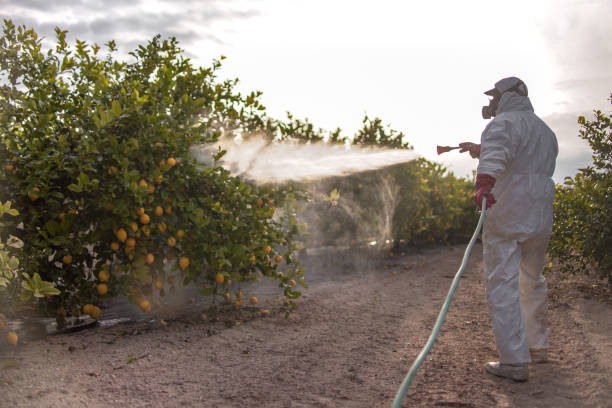 Best Cockroach Control Services  in Boulder Creek, CA