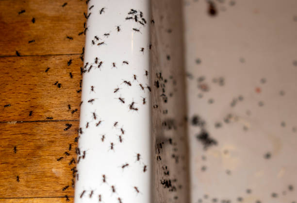 Best Mosquito Control Services  in Boulder Creek, CA
