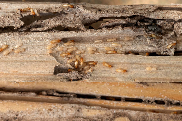  Boulder Creek, CA Pest Control Pros
