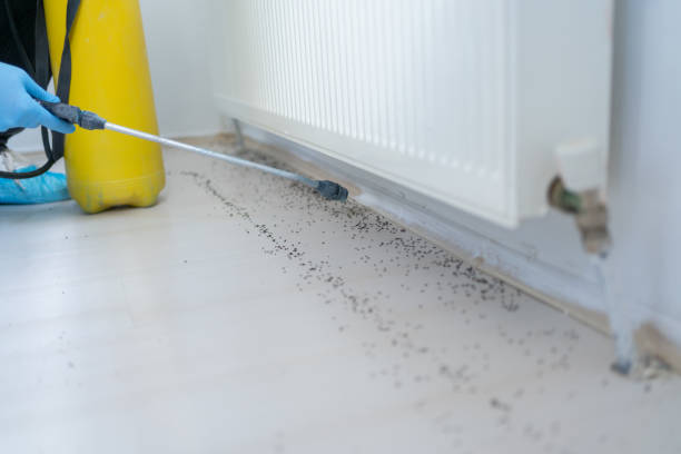 Best Pest Prevention Services  in Boulder Creek, CA
